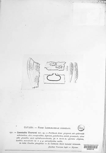 Laestadia traversi image